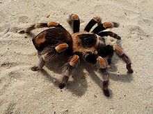 aranhas