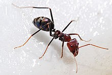 formiga