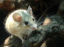 ratos