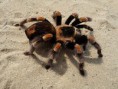 aranhas
