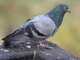 pombos