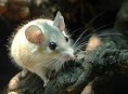ratos